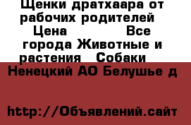 Щенки дратхаара от рабочих родителей › Цена ­ 22 000 - Все города Животные и растения » Собаки   . Ненецкий АО,Белушье д.